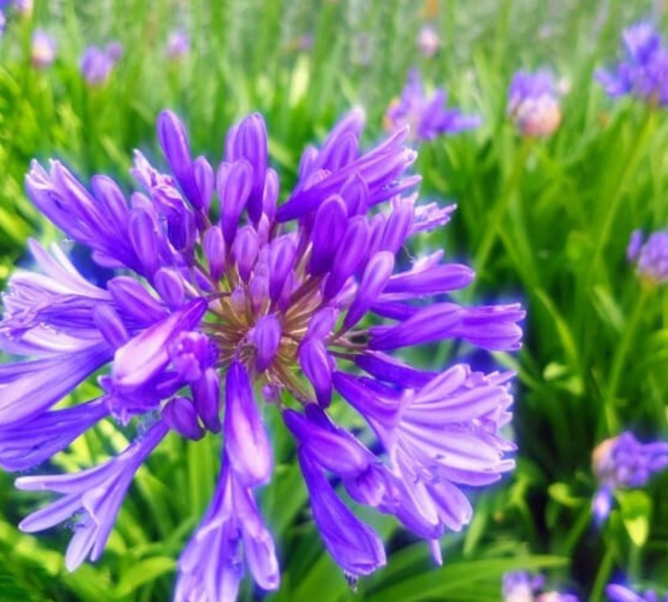 A photo of a purple Agapanthus, commonly known as African Lily or Lily of the Nile.